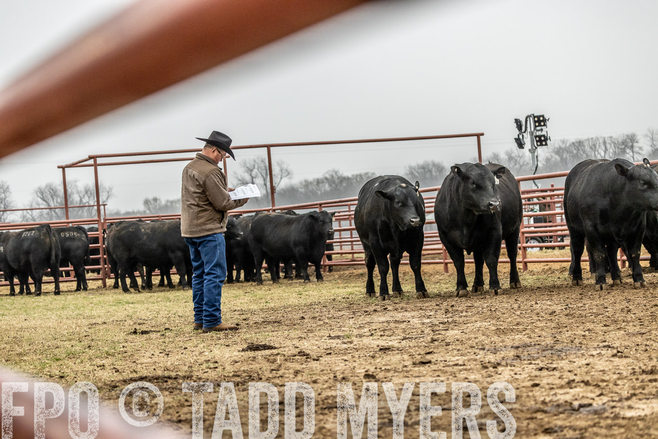 44Farms_Cameron_SpringBullSale_Feb2022-521348