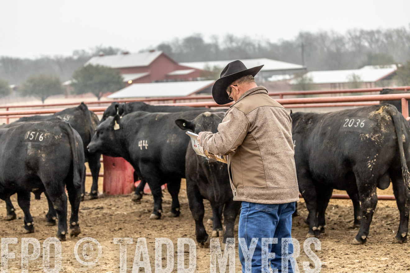 44Farms_Cameron_SpringBullSale_Feb2022-521355
