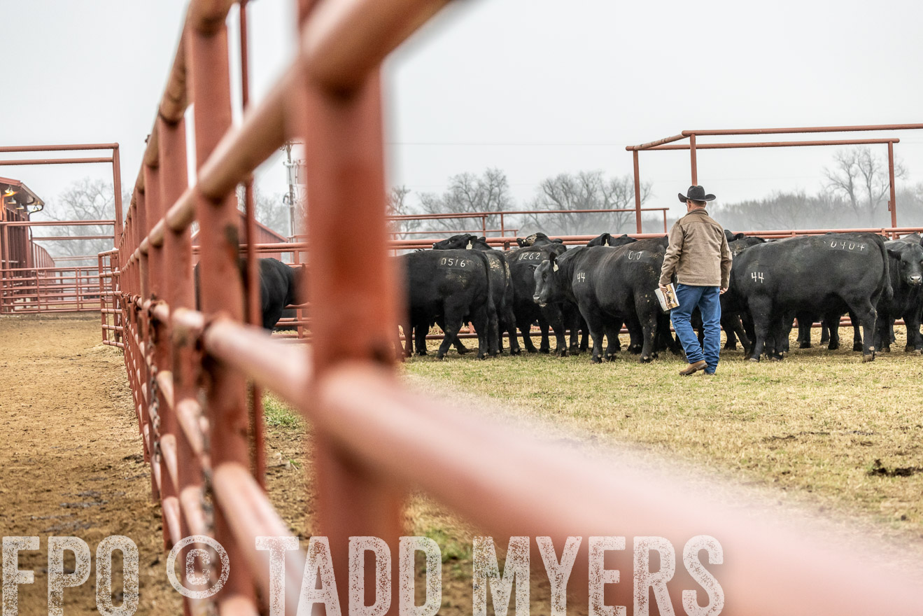 44Farms_Cameron_SpringBullSale_Feb2022-521372