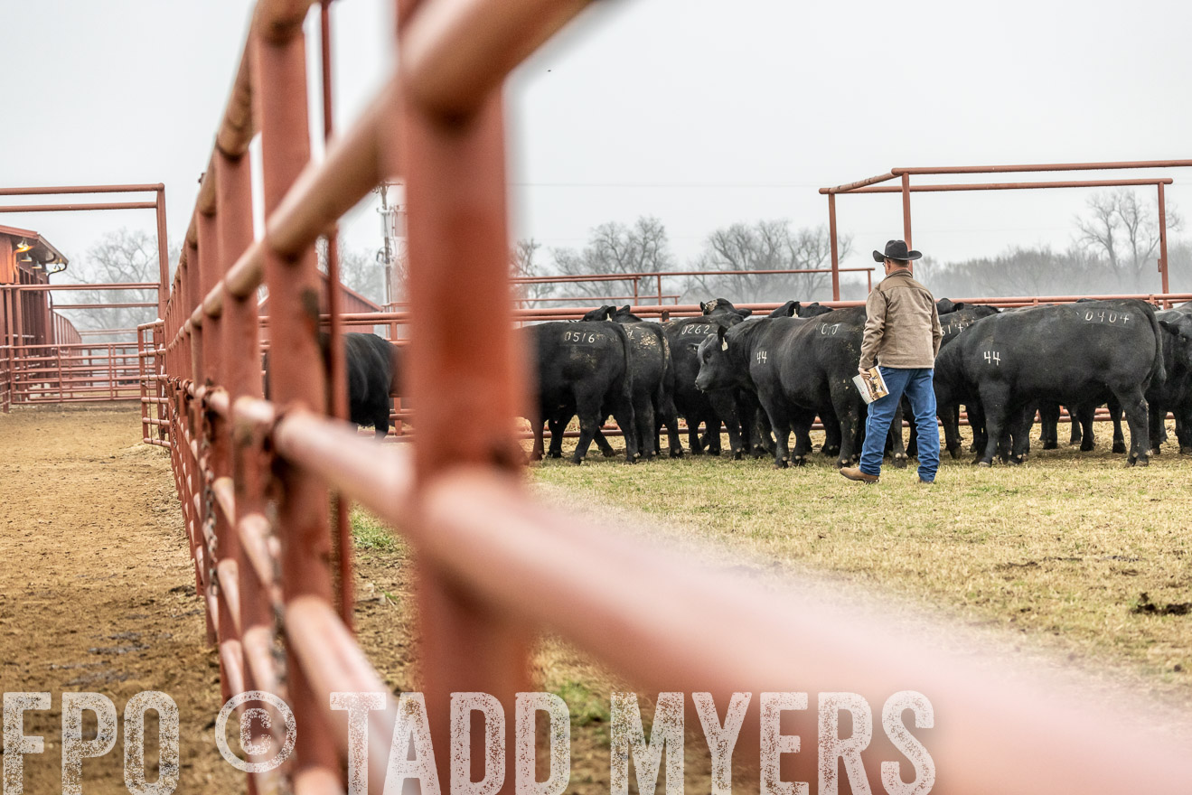 44Farms_Cameron_SpringBullSale_Feb2022-521373