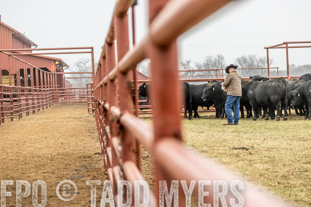 44Farms_Cameron_SpringBullSale_Feb2022-521379