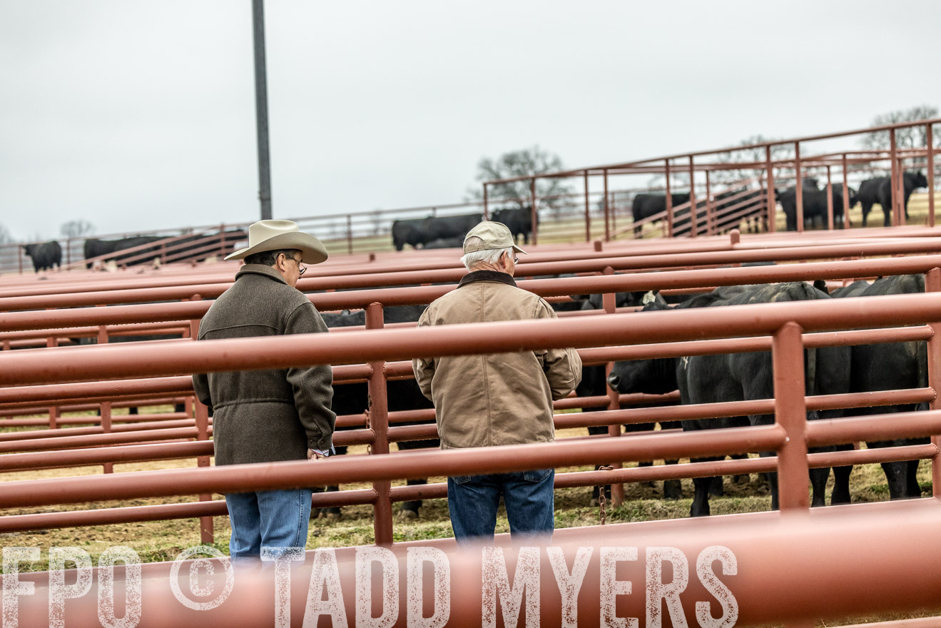 44Farms_Cameron_SpringBullSale_Feb2022-521398