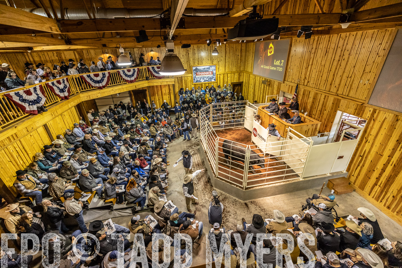 44Farms_Cameron_SpringBullSale_Feb2022-521532
