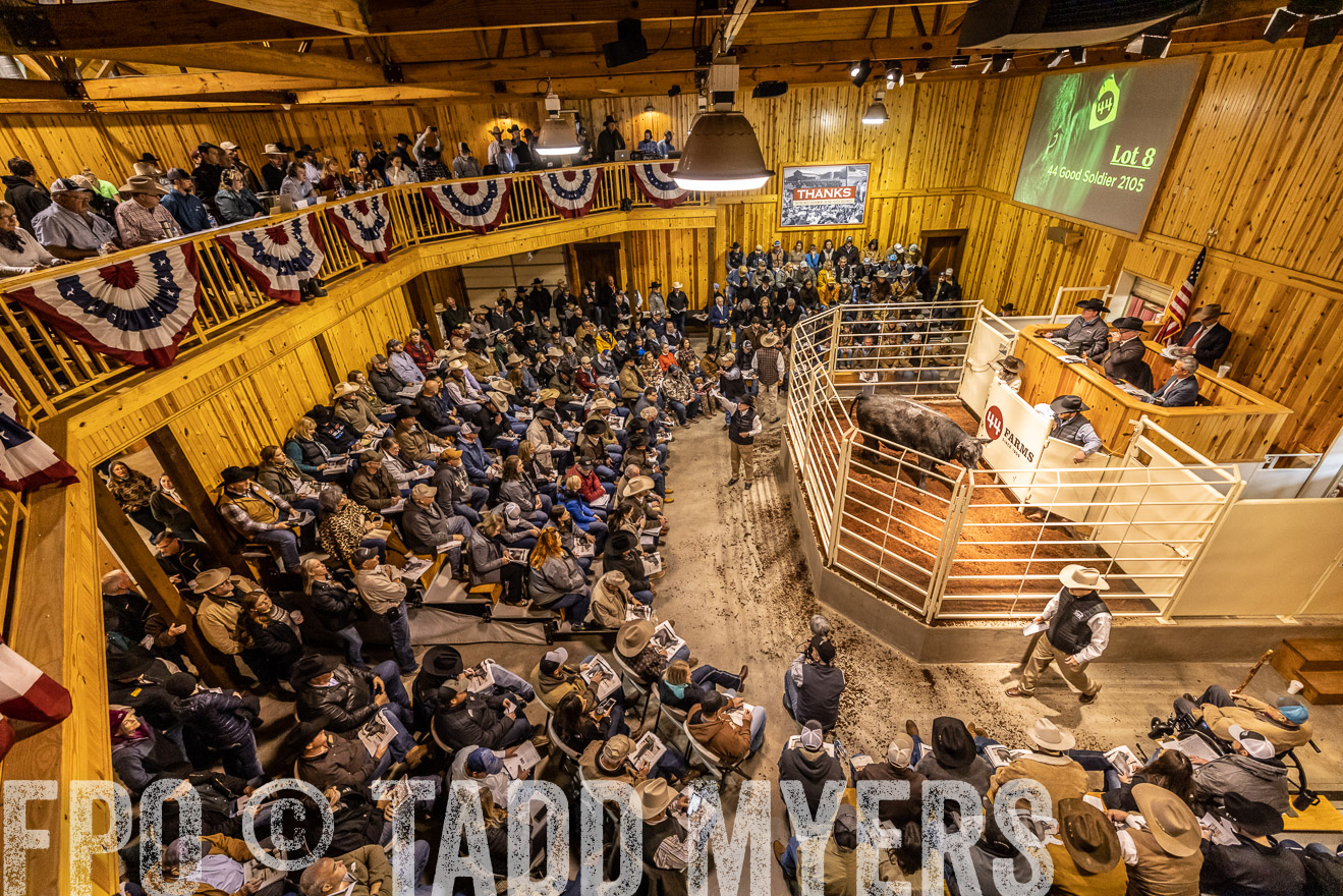 44Farms_Cameron_SpringBullSale_Feb2022-521555