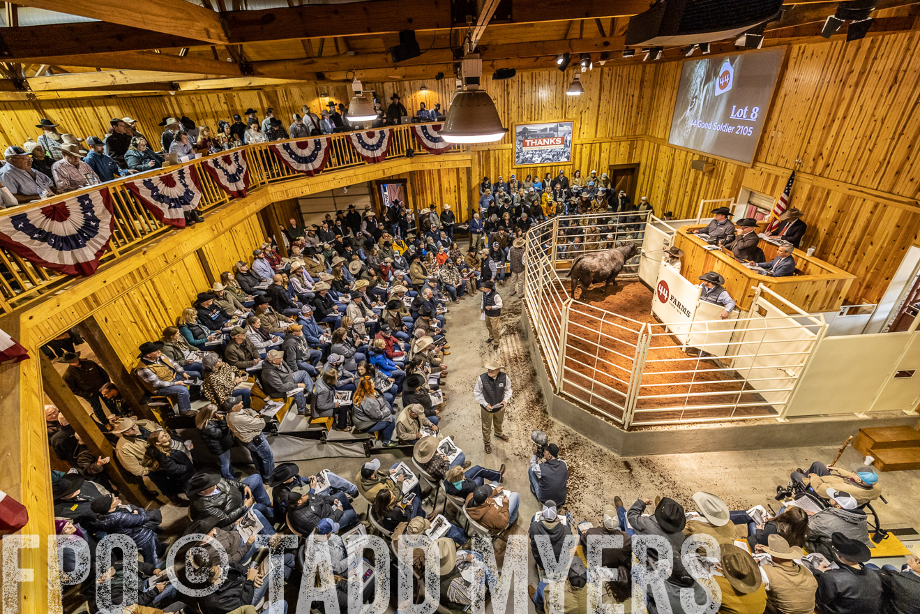 44Farms_Cameron_SpringBullSale_Feb2022-521560