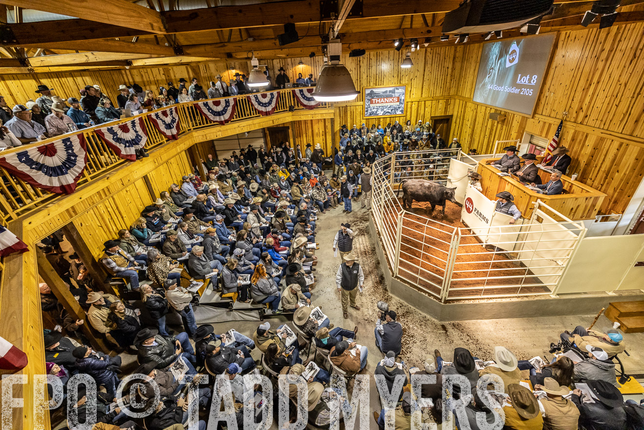 44Farms_Cameron_SpringBullSale_Feb2022-521563