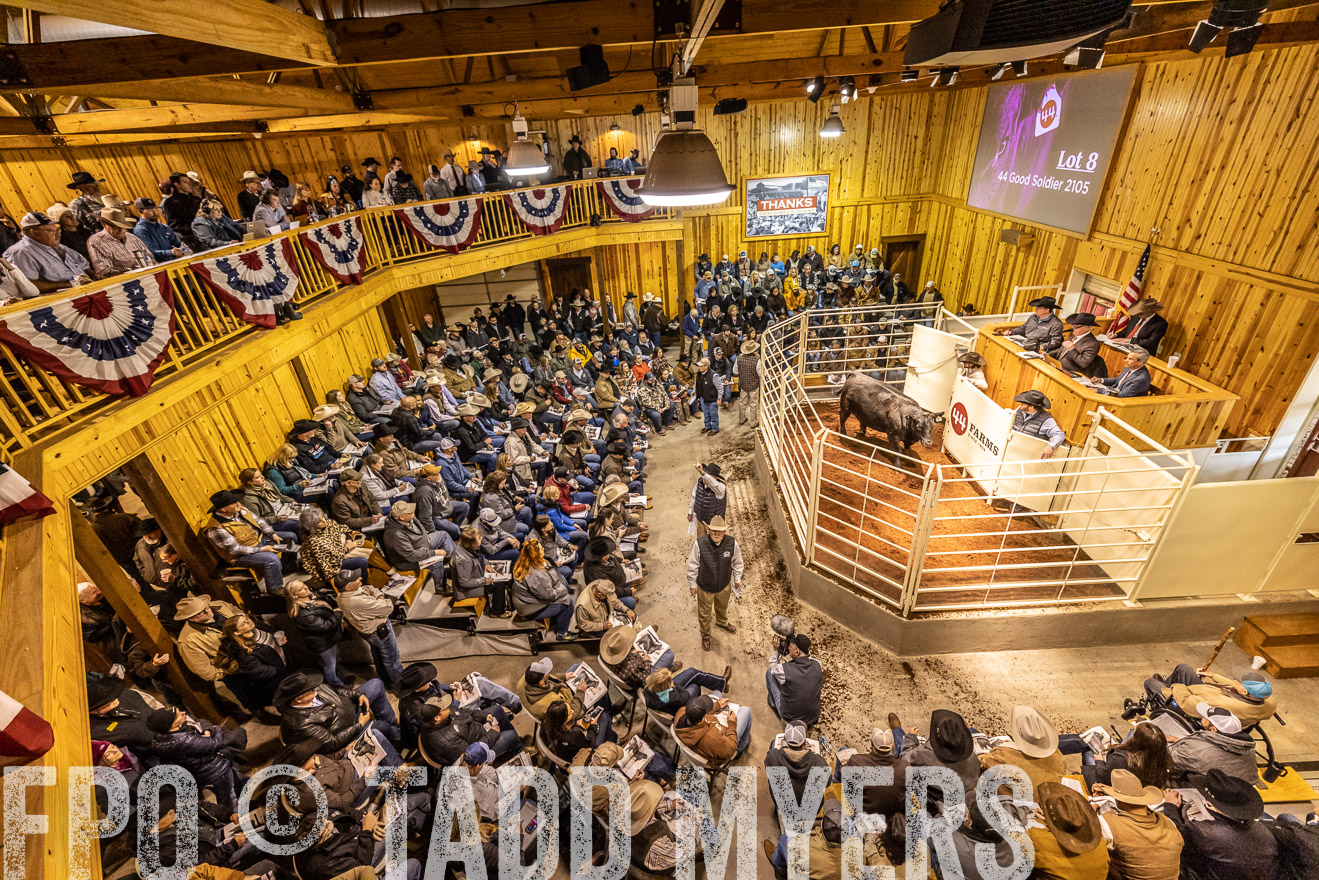 44Farms_Cameron_SpringBullSale_Feb2022-521564