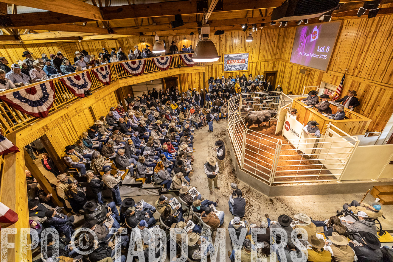 44Farms_Cameron_SpringBullSale_Feb2022-521572