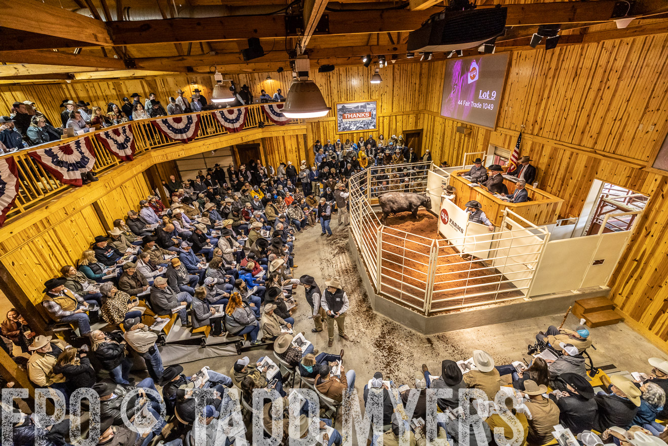 44Farms_Cameron_SpringBullSale_Feb2022-521577
