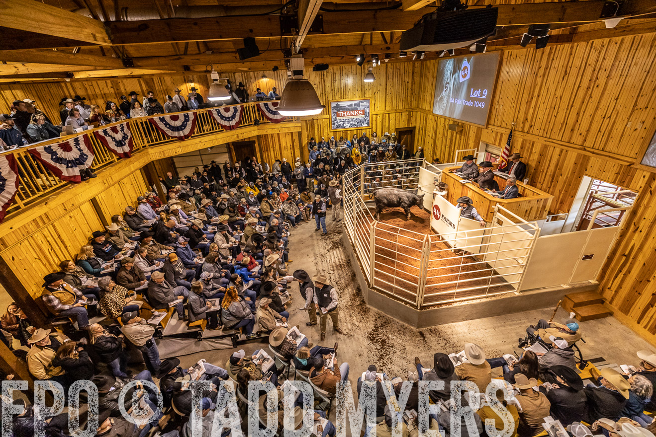 44Farms_Cameron_SpringBullSale_Feb2022-521578