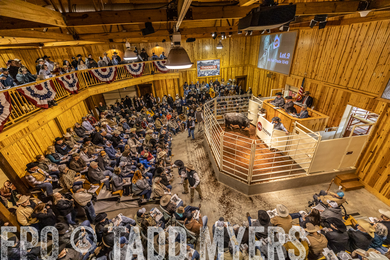 44Farms_Cameron_SpringBullSale_Feb2022-521579