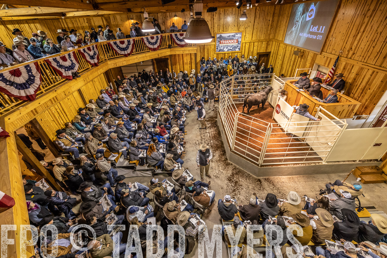 44Farms_Cameron_SpringBullSale_Feb2022-521615