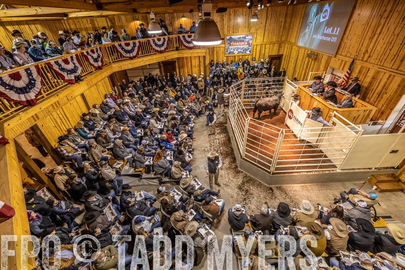 44Farms_Cameron_SpringBullSale_Feb2022-521616