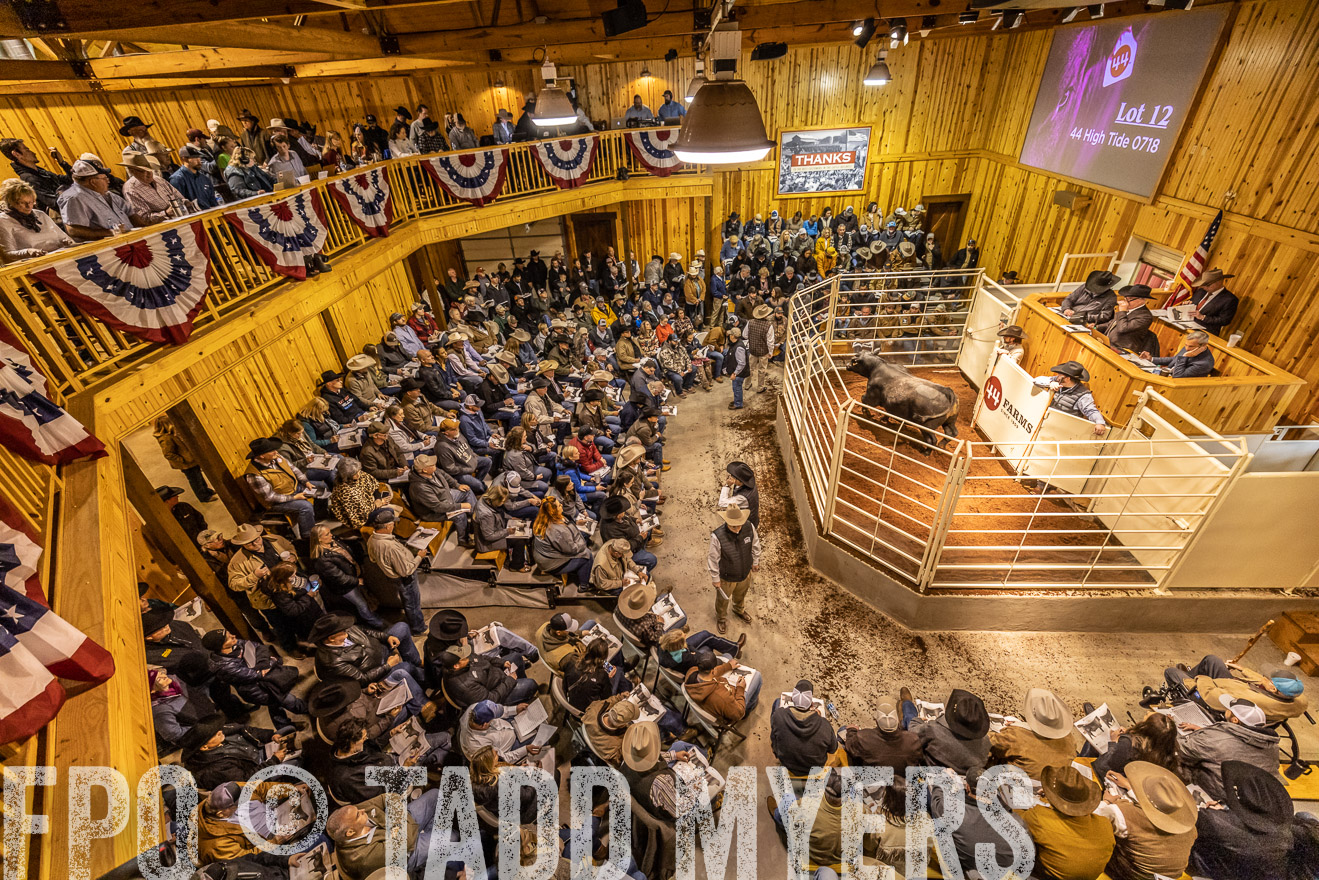 44Farms_Cameron_SpringBullSale_Feb2022-521619