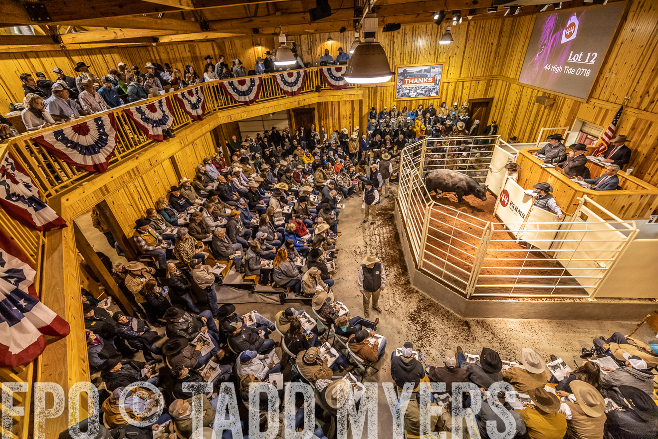 44Farms_Cameron_SpringBullSale_Feb2022-521625