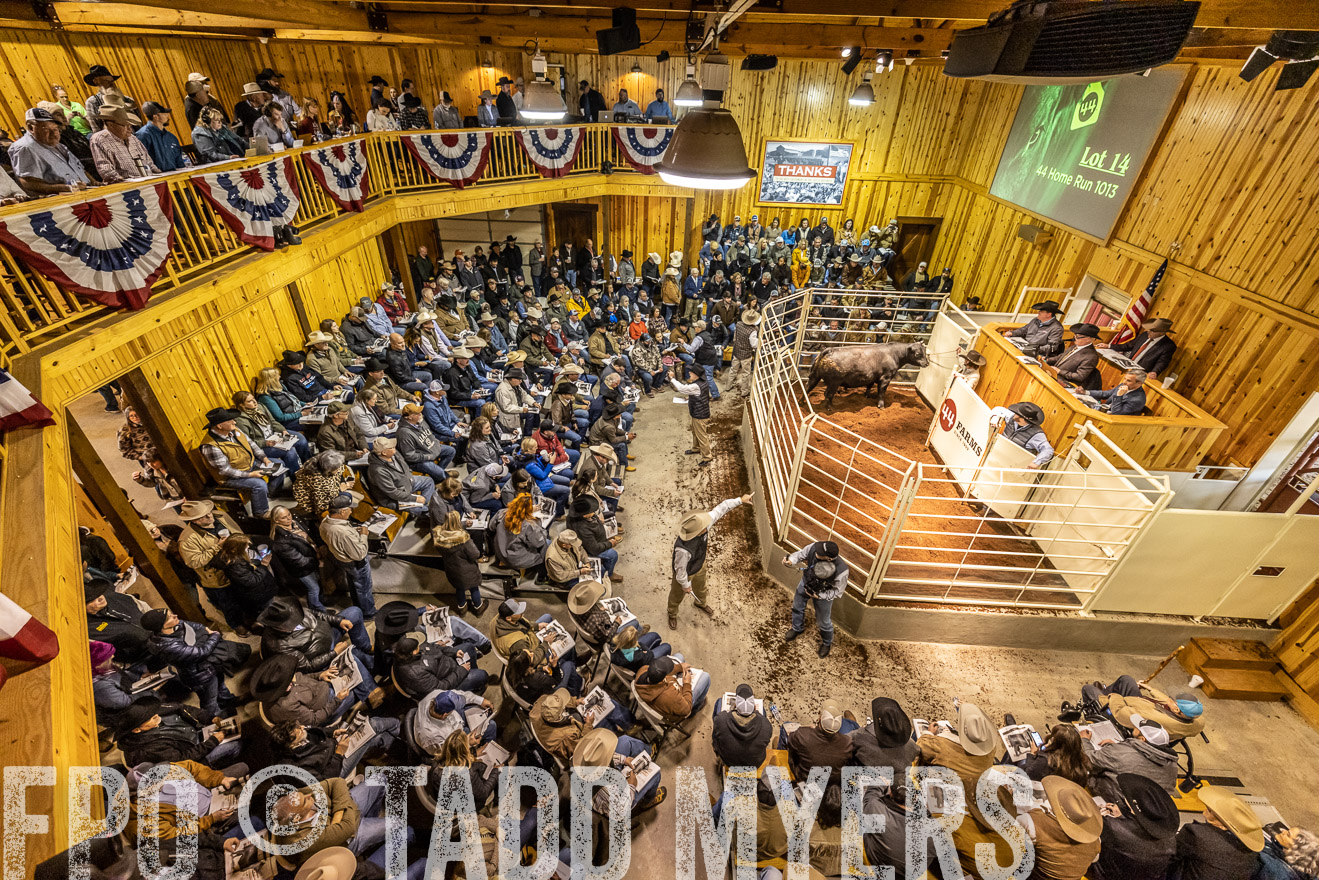 44Farms_Cameron_SpringBullSale_Feb2022-521658