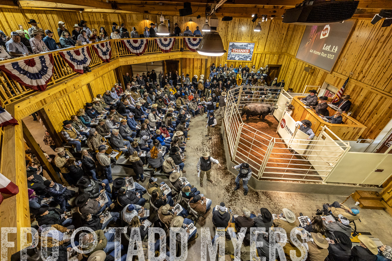 44Farms_Cameron_SpringBullSale_Feb2022-521661