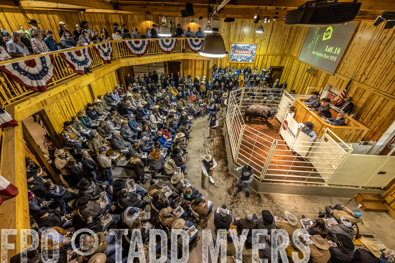44Farms_Cameron_SpringBullSale_Feb2022-521662