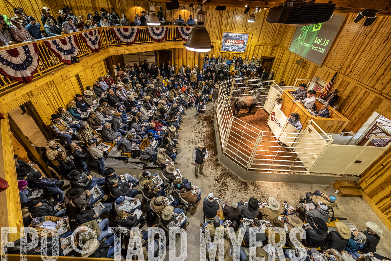 44Farms_Cameron_SpringBullSale_Feb2022-521674