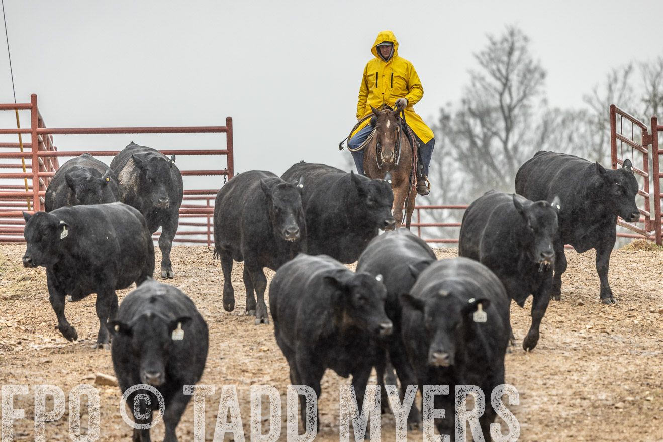 44Farms_Cameron_SpringBullSale_Feb2022-521802