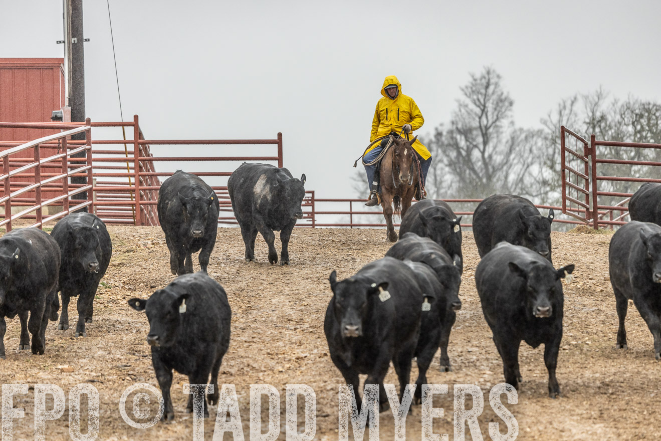 44Farms_Cameron_SpringBullSale_Feb2022-521810