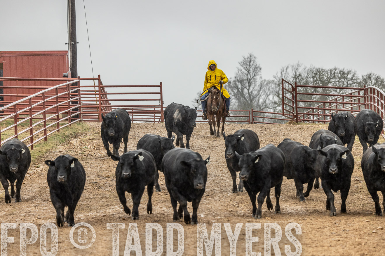 44Farms_Cameron_SpringBullSale_Feb2022-521815