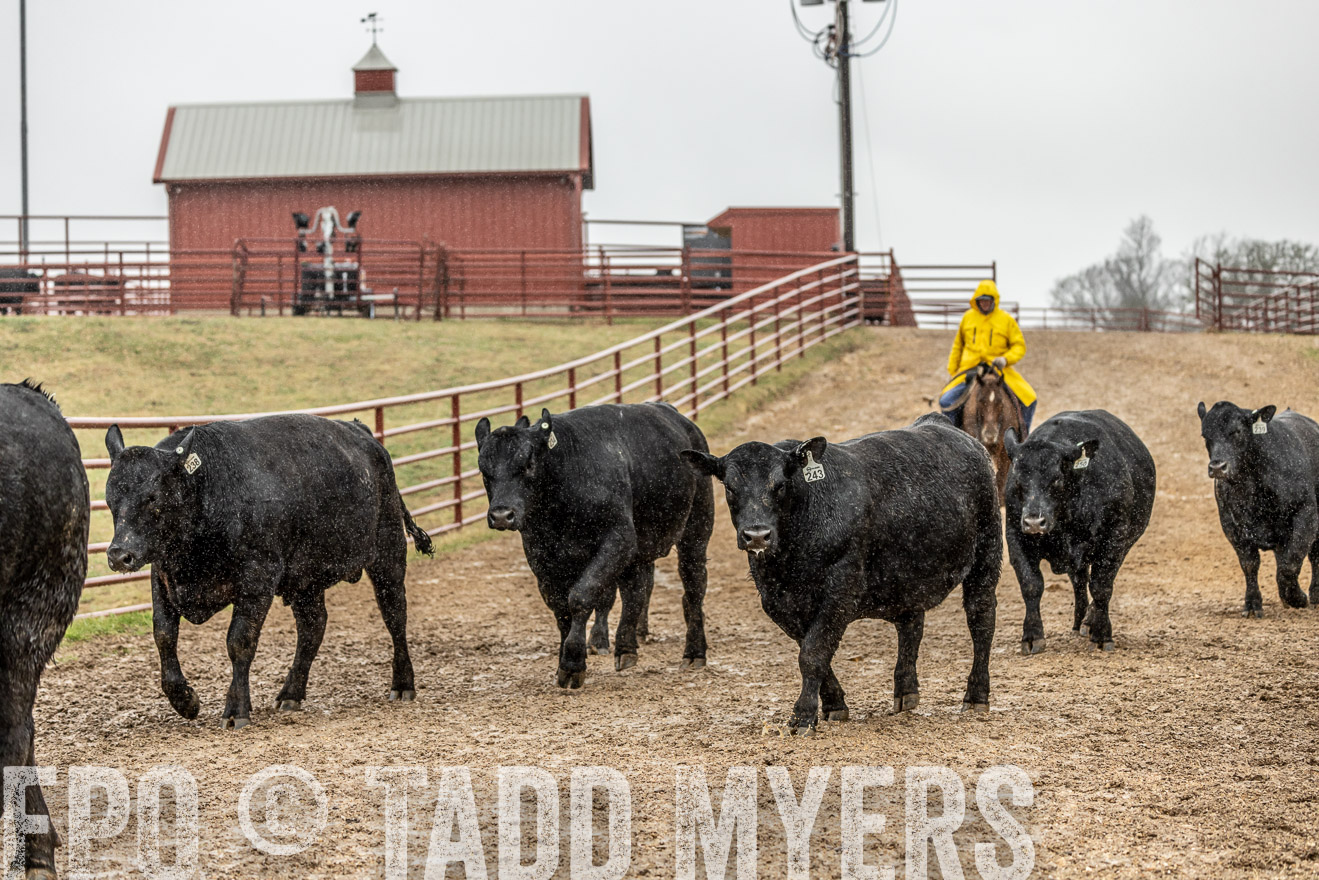 44Farms_Cameron_SpringBullSale_Feb2022-521851