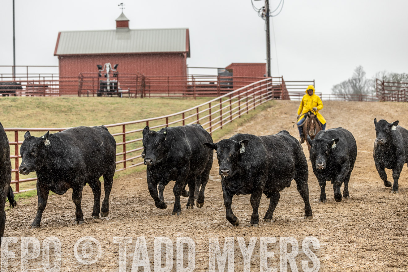 44Farms_Cameron_SpringBullSale_Feb2022-521852