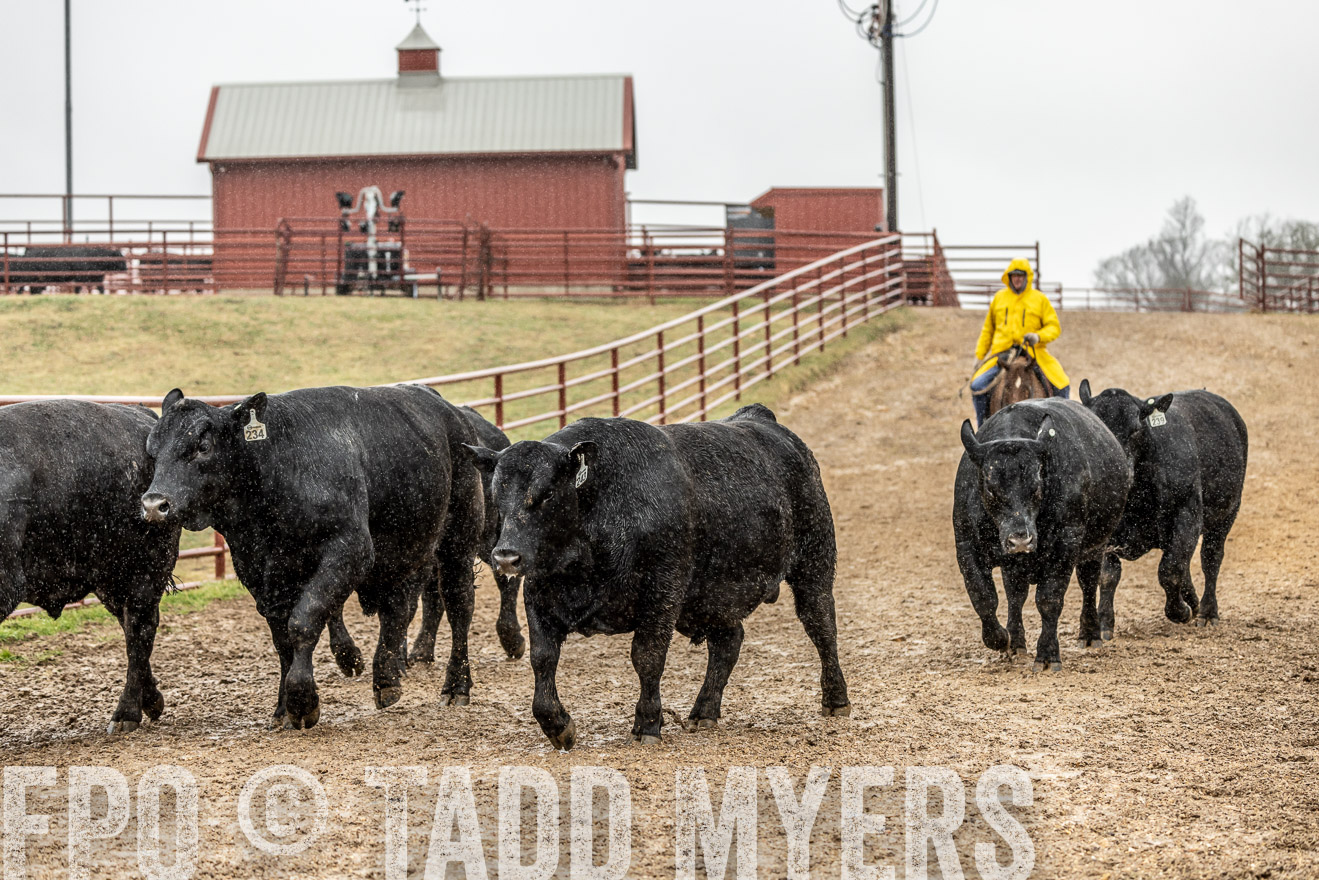 44Farms_Cameron_SpringBullSale_Feb2022-521855