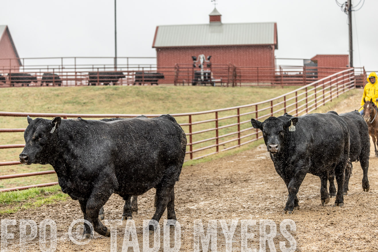 44Farms_Cameron_SpringBullSale_Feb2022-521861