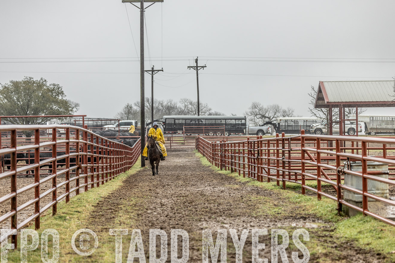44Farms_Cameron_SpringBullSale_Feb2022-521884