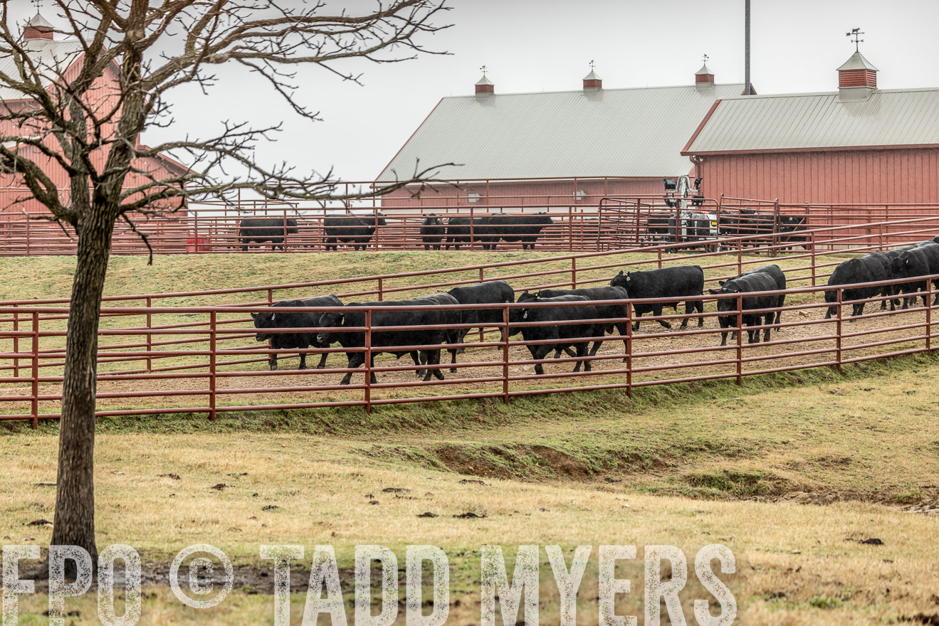 44Farms_Cameron_SpringBullSale_Feb2022-521905