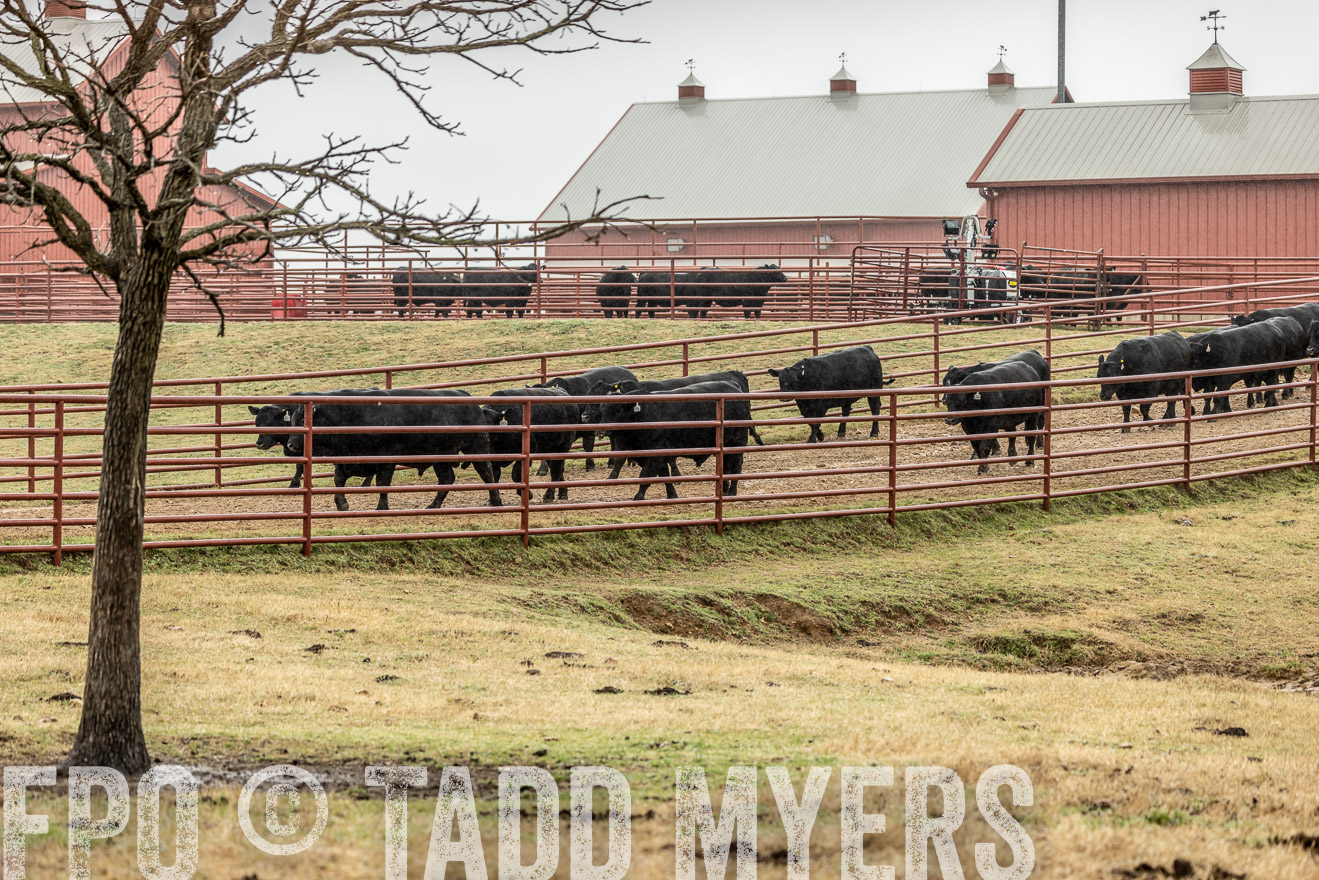 44Farms_Cameron_SpringBullSale_Feb2022-521908