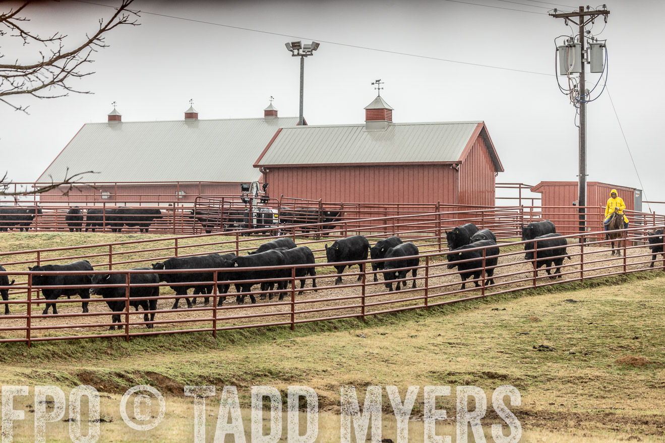 44Farms_Cameron_SpringBullSale_Feb2022-521914