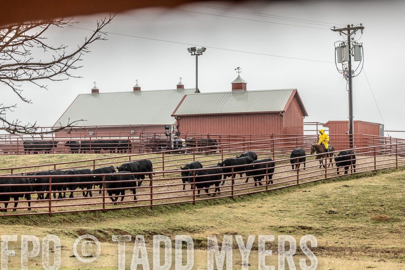44Farms_Cameron_SpringBullSale_Feb2022-521922