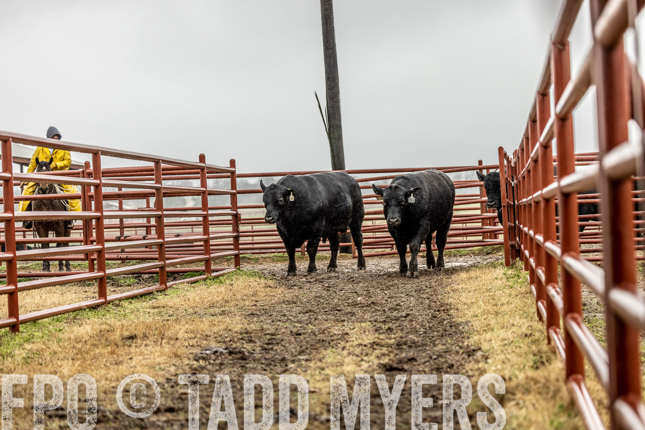 44Farms_Cameron_SpringBullSale_Feb2022-521937