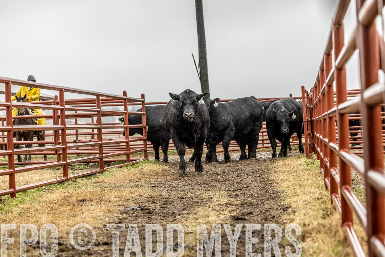 44Farms_Cameron_SpringBullSale_Feb2022-521949