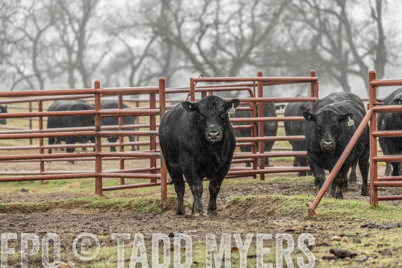 44Farms_Cameron_SpringBullSale_Feb2022-522065
