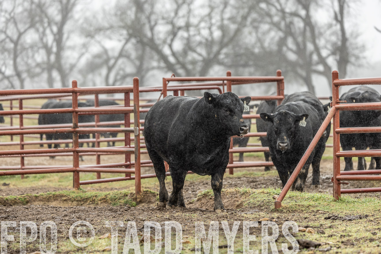 44Farms_Cameron_SpringBullSale_Feb2022-522068