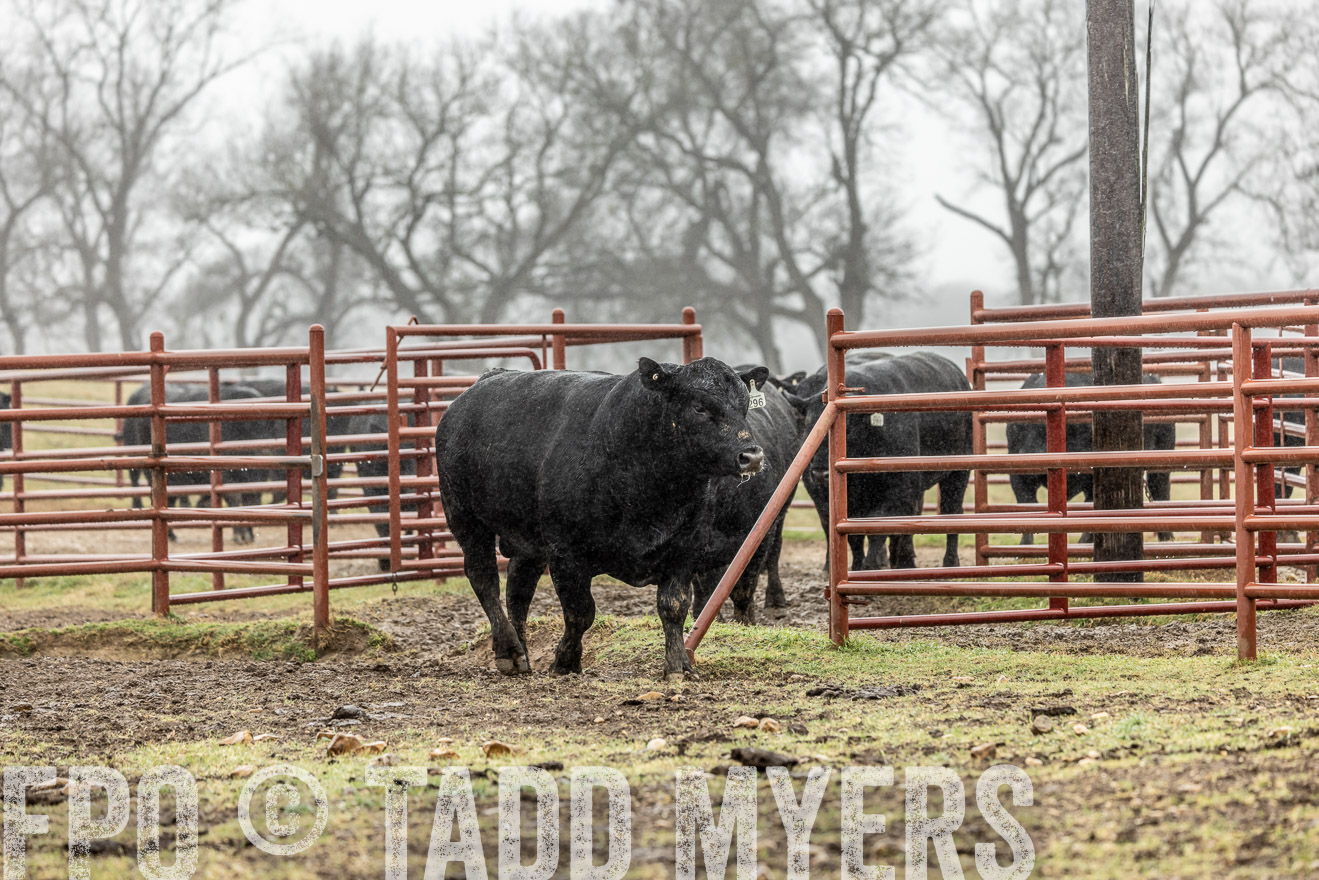 44Farms_Cameron_SpringBullSale_Feb2022-522070