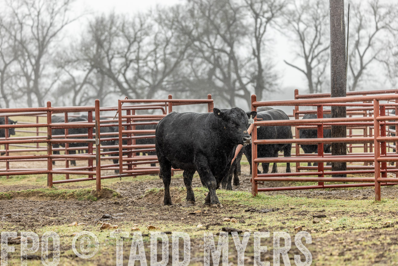 44Farms_Cameron_SpringBullSale_Feb2022-522073