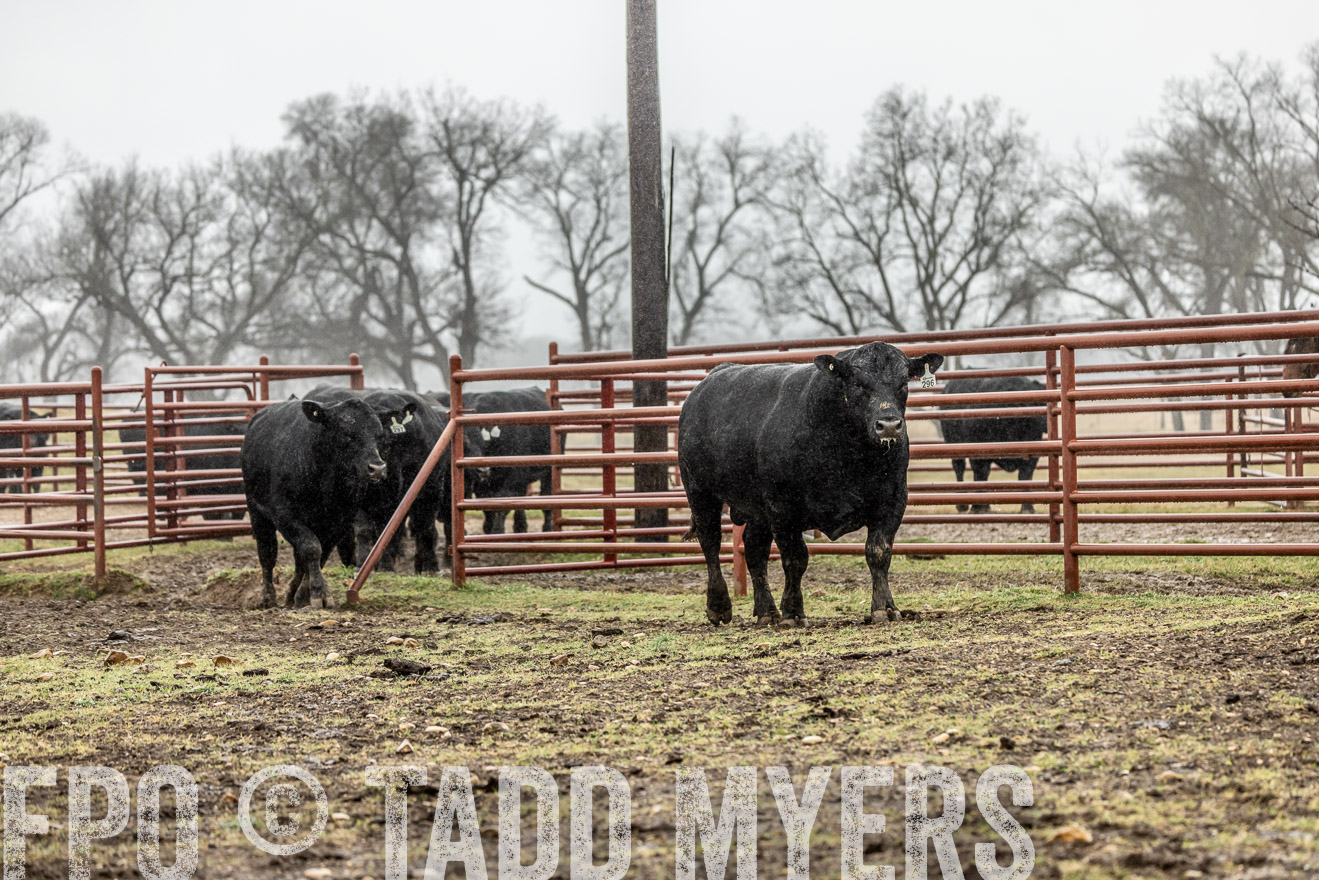 44Farms_Cameron_SpringBullSale_Feb2022-522084