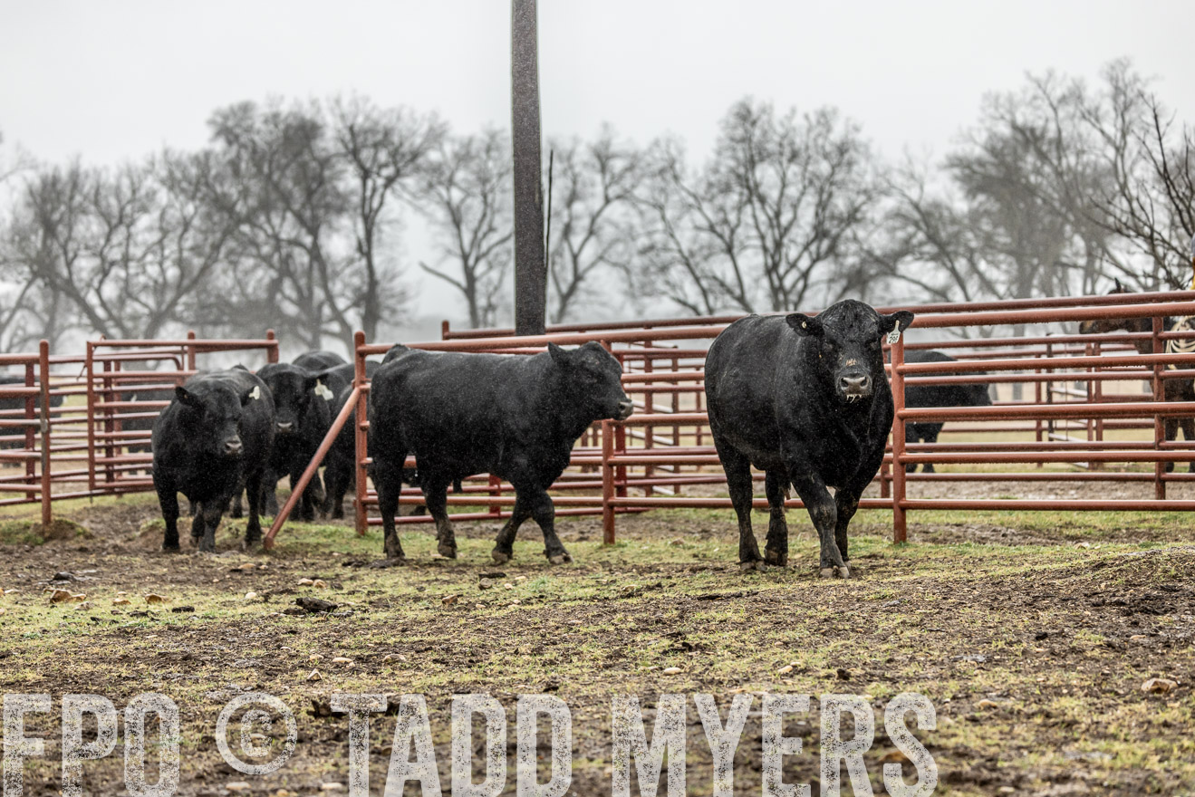 44Farms_Cameron_SpringBullSale_Feb2022-522091