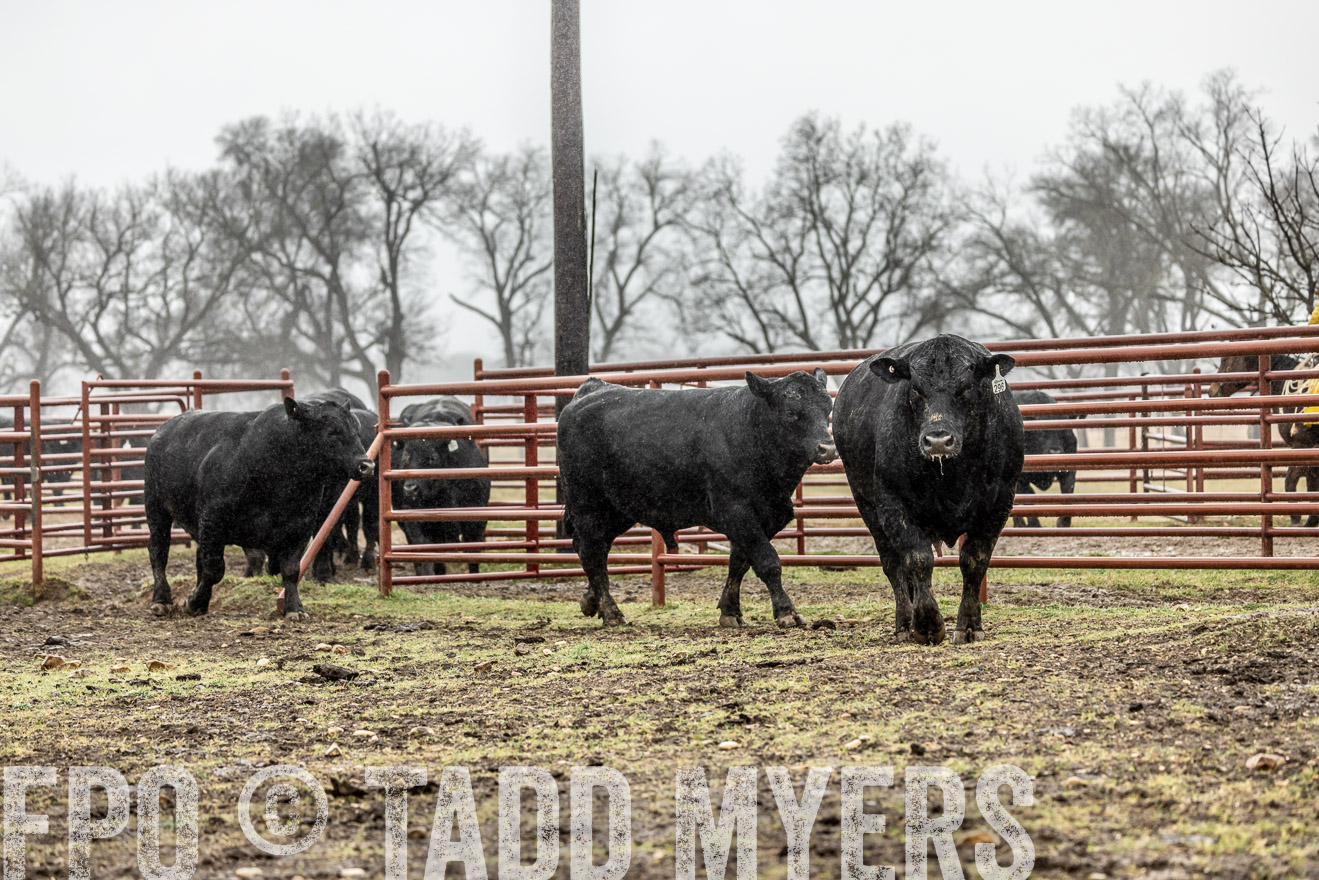 44Farms_Cameron_SpringBullSale_Feb2022-522094