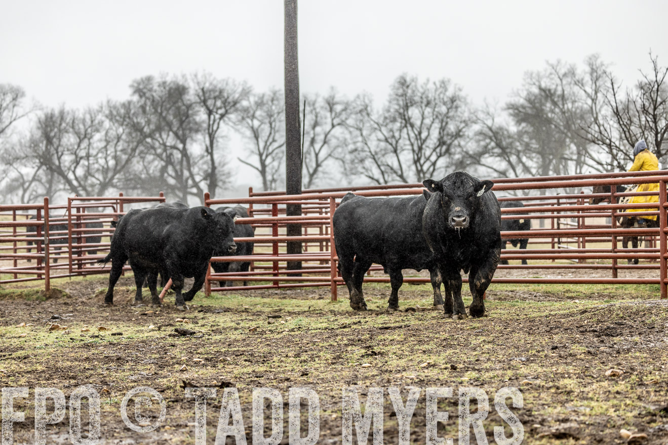 44Farms_Cameron_SpringBullSale_Feb2022-522096