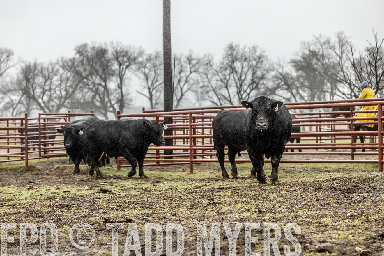 44Farms_Cameron_SpringBullSale_Feb2022-522099