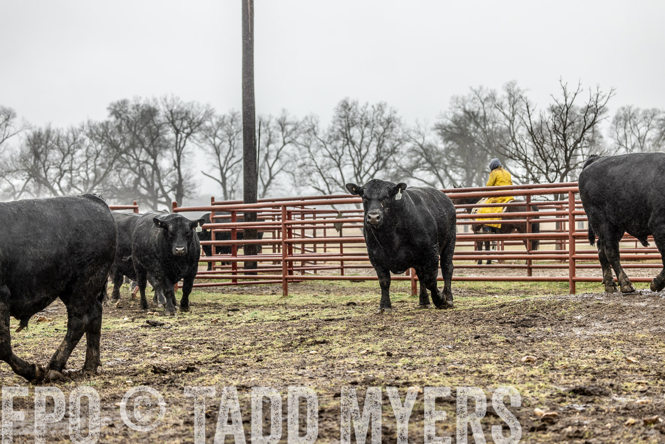 44Farms_Cameron_SpringBullSale_Feb2022-522116