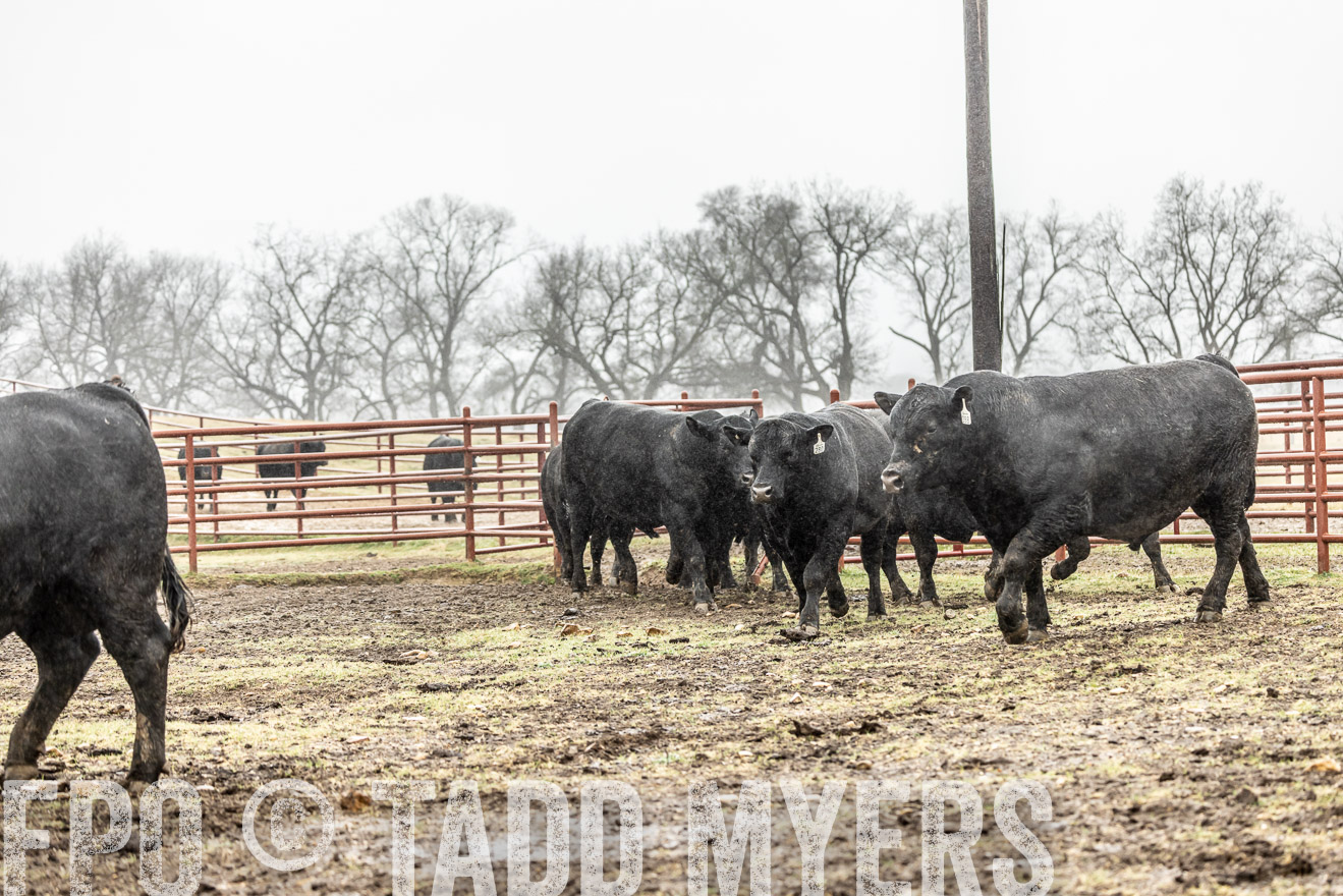 44Farms_Cameron_SpringBullSale_Feb2022-522123