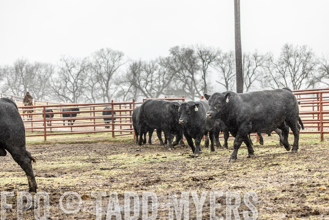 44Farms_Cameron_SpringBullSale_Feb2022-522124