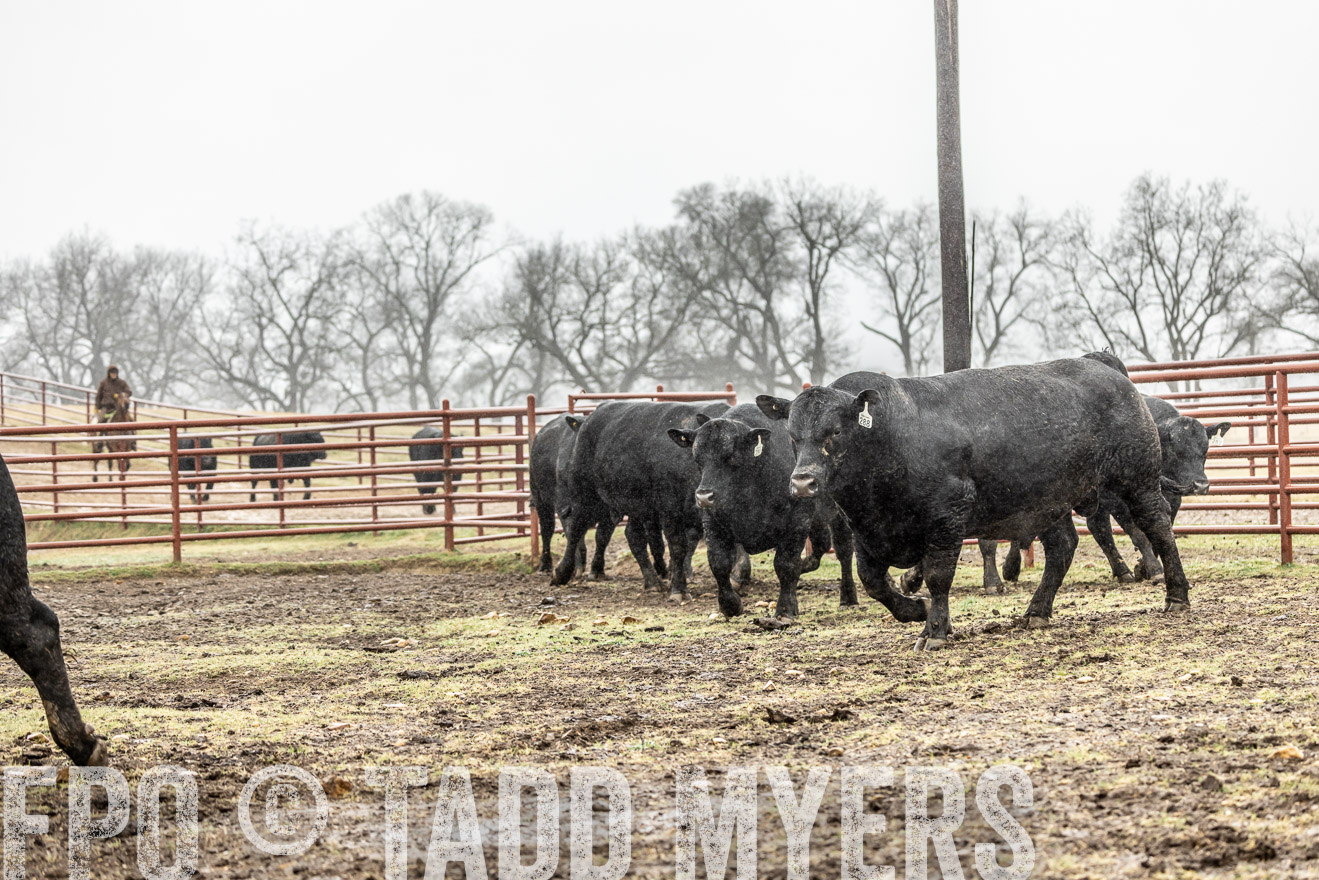 44Farms_Cameron_SpringBullSale_Feb2022-522125